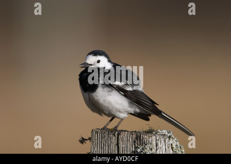 Männliche Pied Bachstelze, Motacilla alba Stockfoto