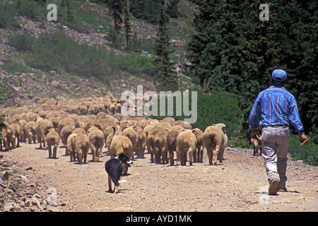 Hirten folgt Schafe auf der Fahrbahn, Alpine Loop Scenic Byway, San Juan Mountains, Colorado. Stockfoto