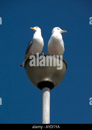 Paar von Silbermöwen sitzt auf einem Laternenpfahl Stockfoto