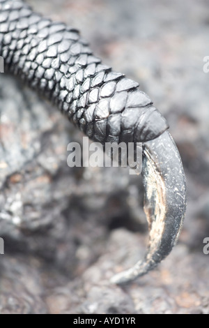 Detail der marine Iguana Klaue und Schuppen auf schwarzem Basalt Isabela Stockfoto