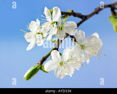 Bilder von frischem Weiß Cherry Blossom, Blumen und Blüten frisch von einem Kirschbaum abgeholt Stockfoto