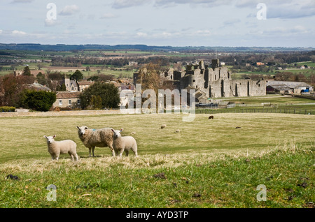 Schaf mit zwei Lämmern Middleham Castle im Hintergrund Stockfoto