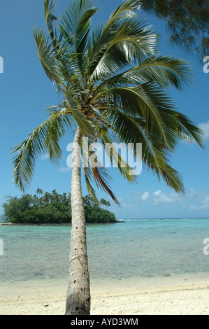 Kokospalme an der Seite von Muri Lagoon, Rarotonga, Cook-Inseln. Im Hintergrund kann das Motu Taakoka gesehen. Stockfoto