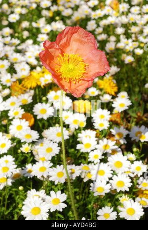 Rosa Mohn Papaver Bracteatum erhebt sich über ein Gebiet der weißen Margeriten Stockfoto