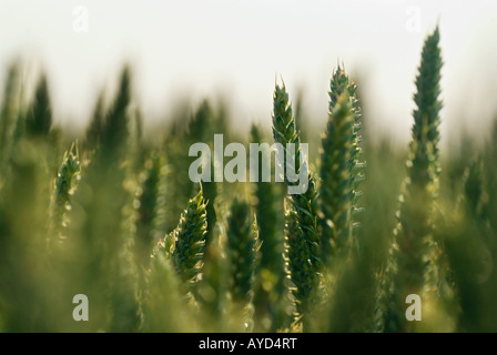 Nahaufnahme von unreifen Weizen Stockfoto