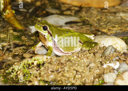 Hyla Arborea, Europäischer Laubfrosch Stockfoto