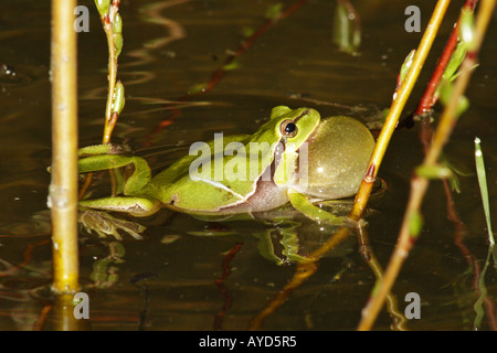 Hyla Arborea, Europäischer Laubfrosch Stockfoto