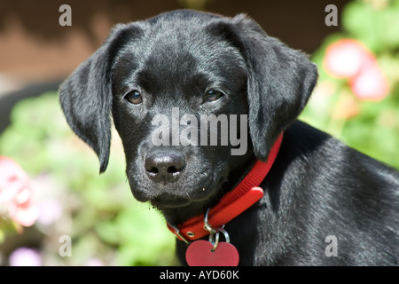 Süße schwarze Labrador Welpen Hund. Stockfoto