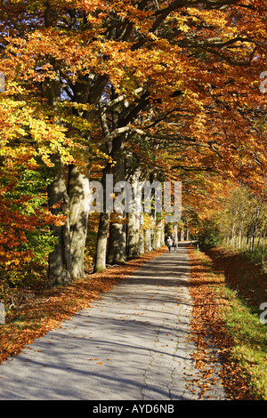 Allee im Herbst, Herbstallee Stockfoto