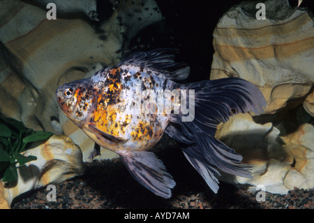 Goldfisch "Oranda", Carassius Auratus, Süßwasserfische, Ciprinidae Stockfoto