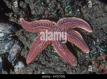 Gemeinsamen Seesterne Asterias Rubens auf Unterseite rockt Gower South Wales UK Stockfoto