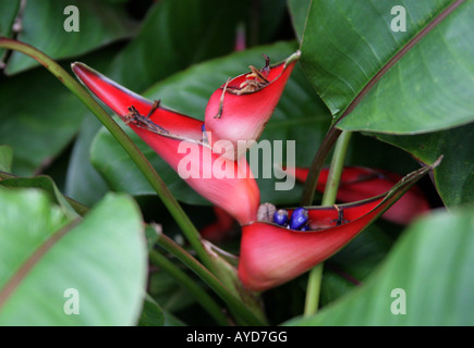 Heliconia Stricta Zwerg jamaikanischen Heliconiaceae gefunden in Jamaika, Karibik, Mittelamerika und Südamerika Stockfoto