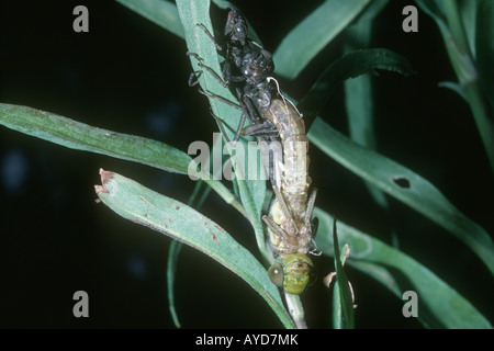 Libelle auf Reed Stamm aus Larven Nymphe Fall UK Stockfoto