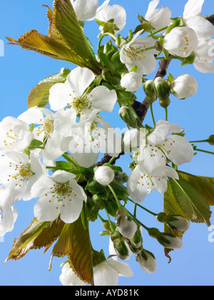 Bilder von frischem Weiß Cherry Blossom, Blumen und Blüten frisch von einem Kirschbaum abgeholt Stockfoto