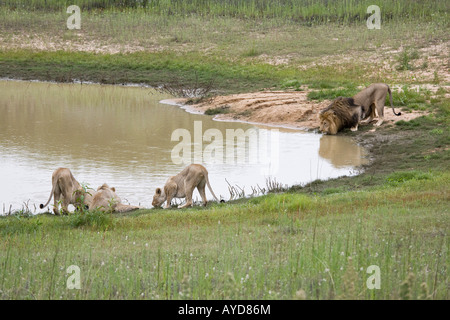 Pride Of Lions das Trinken aus einem wasserloch an Scotia Game Reserve, Südafrika Stockfoto