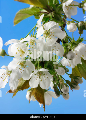 Bilder von frischem Weiß Cherry Blossom, Blumen und Blüten frisch von einem Kirschbaum abgeholt Stockfoto