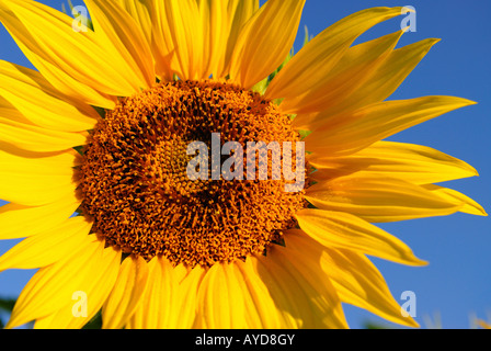 Einzelne Sonnenblume gegen blauen Himmel Stockfoto