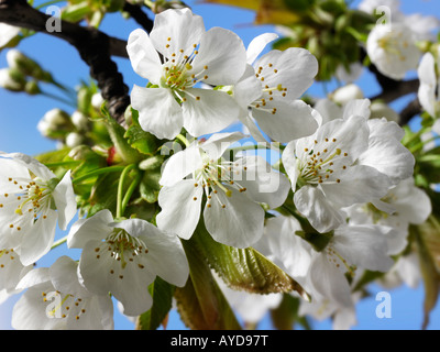 Bilder von frischem Weiß Cherry Blossom, Blumen und Blüten frisch von einem Kirschbaum abgeholt Stockfoto