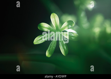 Spross einer weinenden Feigen Ficus benjamina Stockfoto