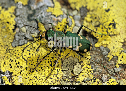 Grüne Sandlaufkäfer Cicindela Campestris Frankreich Stockfoto