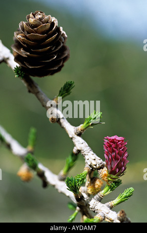 Gemeinsamen Lärche weibliche Blüte Larix decidua Stockfoto