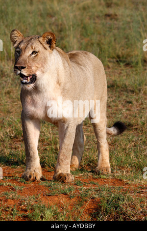 Weibliche Löwen Panthera Leo auf der Ebene von Entabeni Game reserve Welgevonden Waterberg Limpopo Provinz in Südafrika Stockfoto