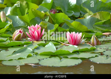 Lillys Wasser in einem Teich Stockfoto