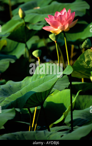 Lotus Blume Nelumbo nucifera Stockfoto