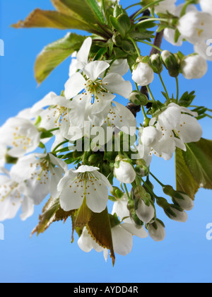 Bilder von frischem Weiß Cherry Blossom, Blumen und Blüten frisch von einem Kirschbaum abgeholt Stockfoto