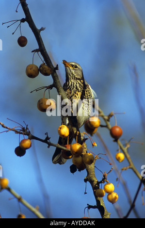 Wacholderdrossel Turdus Pilaris Fütterung auf Holzäpfel Stockfoto