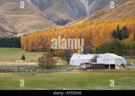 Lärchen im Herbst Glentanner Station in der Nähe von Aoraki Mt Cook South Canterbury Südinsel Neuseeland Stockfoto