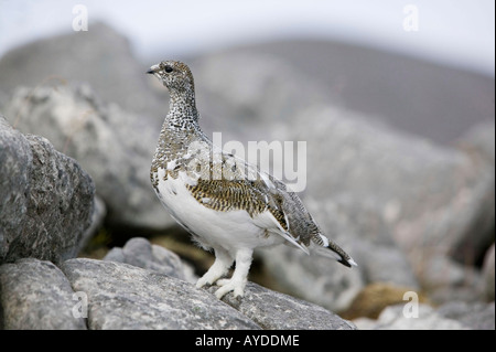 ein Schneehuhn auf Quinag, Assynt, Schottland, UK, einer arktischen Arten anfällig für Klima ändern Stockfoto