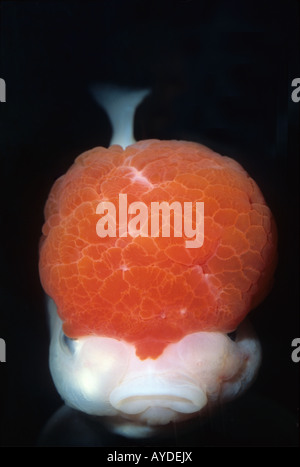 Goldfisch "Oranda Löwenkopf", Carassius Auratus, Süßwasserfische, Ciprinidae Stockfoto