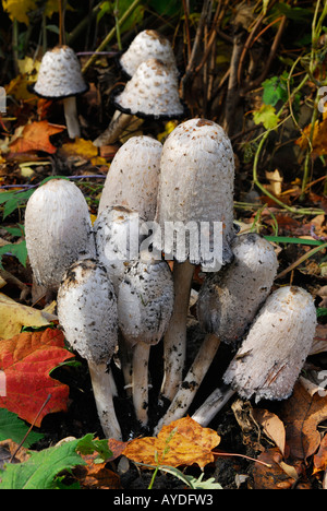 Cluster von Shaggy ink cap Pilze Coprinus comatus im Herbst Ontario Stockfoto