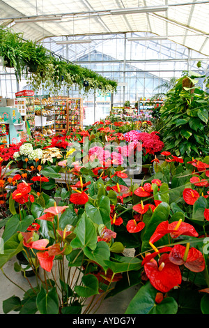 Garten-Center. Luchon (Frankreich) Stockfoto