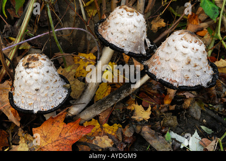Drei zottigen Tinte GAP Pilze Coprinus Comatus ein essbarer Pilz unter Laubstreu im Herbst Ontario Stockfoto