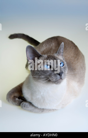 Reinrassige Blue Point Siamesen Haustier Katze mit blauen Augen blickte auf einen blau weißen Hintergrund Stockfoto