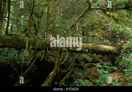 Umgestürzten Baumstamm im Regenwald, Vancouver Island, British Columbia, Kanada Stockfoto