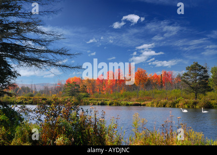 Schwäne auf einem Teich mit feurigen roten Ahornbäume im Herbst und im blauen Himmel am Herzen Lake Road Ontario Stockfoto