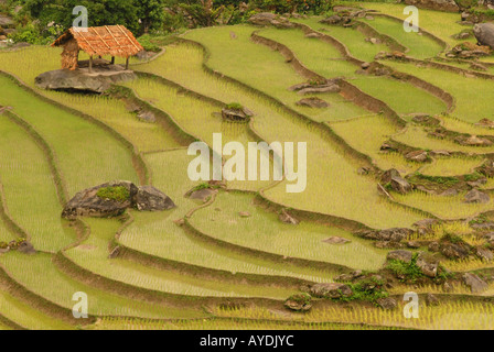 Terrassierten Reisfeldern in der Nähe von Sapa in der hoang Son Gebirge North West Vietnam Stockfoto