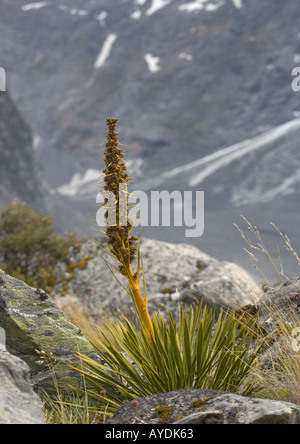 Goldene Spanier (Aciphylla Aurea) in Hooker Valley, Südalpen, Südinsel, Neuseeland Stockfoto