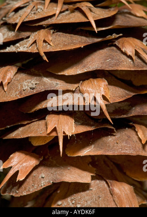 Kegel aus Douglasie (Pseudotsuga Menziesii) zeigt Kegel skaliert Detail, Nahaufnahme Stockfoto