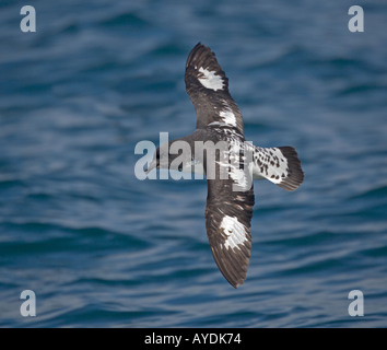 Snares Cape Taube oder Cape Petrel (Daption Capense) aus Neuseeland Südinsel im Flug Stockfoto