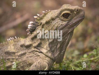 Tuatara (Sphenodon Punctatus) alten Eidechse Distintly anders als andere Gruppen endemisch in Neuseeland Stockfoto