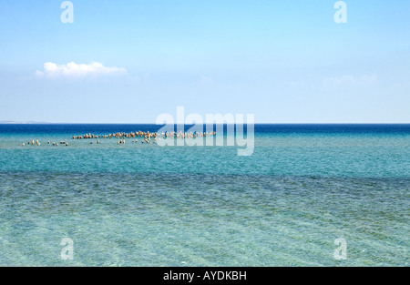 Die Holz-Pfähle aus einem alten Sägewerk dock Stand über den blauen grünen Wassern des Sleeping Bear Bay im Lake Michigan Stockfoto