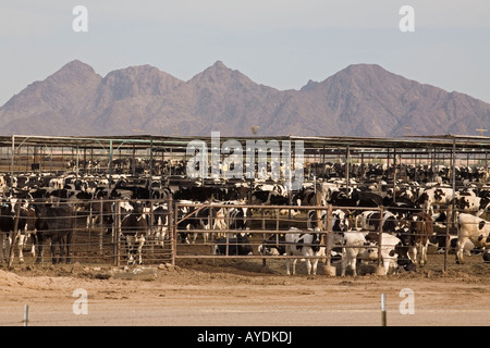 Rinder in Arizona Feedlot Stockfoto