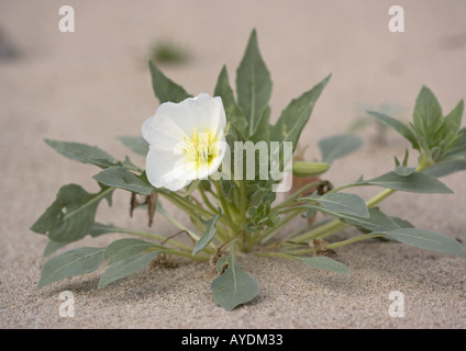 Düne Nachtkerze (Oenothera Deltoides) in Blüte Stockfoto