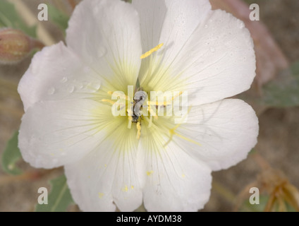 Düne Nachtkerze (Oenothera Deltoides) in Blüte Stockfoto