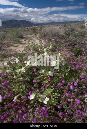 Düne Nachtkerze (Oenothera Deltoides) in Blüte mit Sand Eisenkraut (Abronia Villosa) (rosa-lila) Stockfoto