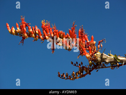 Ocotillo (Fouquieria Splendens) gegen strahlend blauen Himmel. Diese Pflanze hat die Fähigkeit, Blätter sprießen im Regen Stockfoto